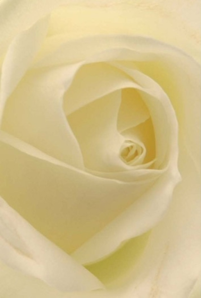 Gazing closely at this classic white rose, one becomes captivated by its extraordinary layering and the seamless gradation of cream and soft white flowing through each petal. The bloom itself seems to radiate gentle luminosity, as if lit from within, much like the golden afternoon light that spills across Acton High Street. The composition is all about peace and sophistication: petals curve inwards with precise rhythm, their spiral core nearly flawless and hinting at purity. There is a richness to the surface-smooth and inviting, conjuring the sensation of draping silk. This rose stands as a testament to heartfelt occasions, whether chosen as an apology, the centrepiece at a wedding in St Mary's Church, or a gesture of remembrance for a family tribute. The subtle shifts of light and tone within each fold illustrate the depth of care that Acton Flowers invests in every bouquet. There's an inherent resilience in the way the petals hold their form, delivering not just aesthetic beauty but an emotional resonance-reminding us how the simplest, most elegant forms can speak volumes. This rose is accompanied by a sense of gentle fragrance, fresh and welcoming, ready to bring serenity and warmth to moments celebrated throughout Acton.